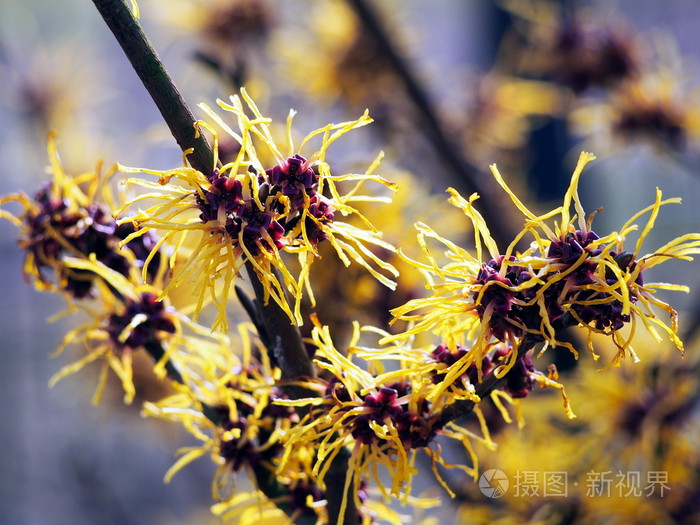 盛开的金缕梅金缕梅