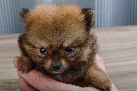 可爱小博美犬施皮茨