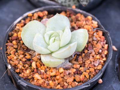 Echeveria 多汁植物在花盆里