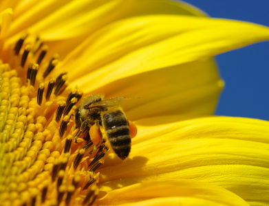 蜜蜂和向日葵