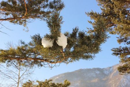 云杉在白皑皑的雪