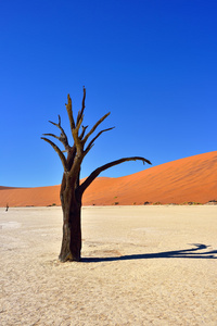 Deadvlei，苏斯。纳米比亚