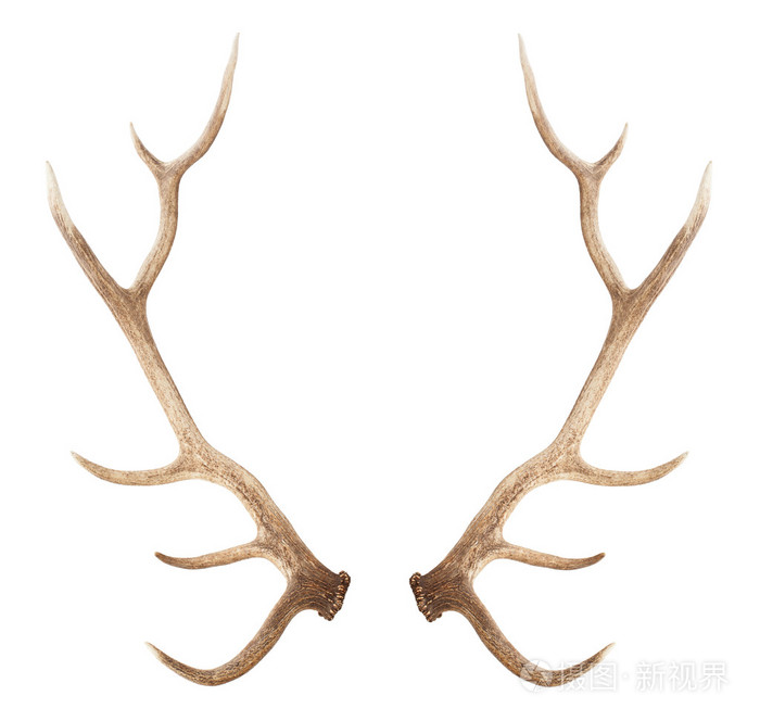 孤立在白色背景上的巨大鹿角