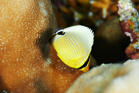 pinstripe椭圆形鱼水下照片