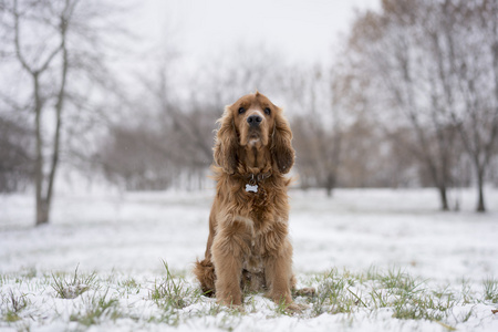 坐在雪地里的红犬