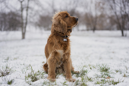 坐在雪地里的红犬