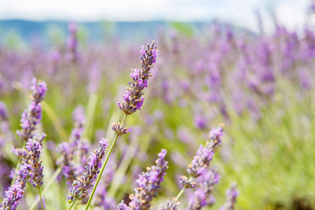 在普罗旺斯，法国的 valensole 附近的薰衣草田