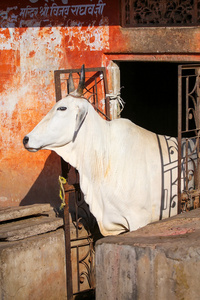 白牛站在门口的房子，斋浦尔，拉贾斯坦邦