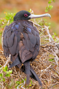 女性华丽只军舰在西摩岛北部 Galapago