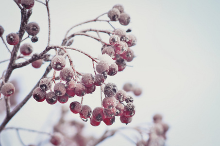 琼花浆果覆满白霜