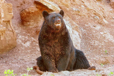 美国黑熊美洲熊