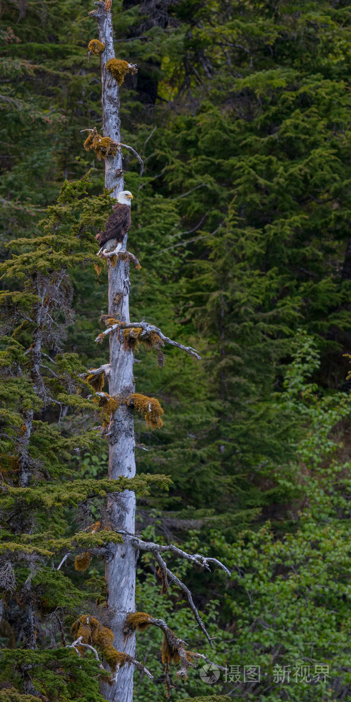 鹰在一棵树