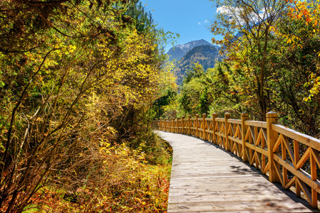 秋天的树林里的木板桥。秋季景观