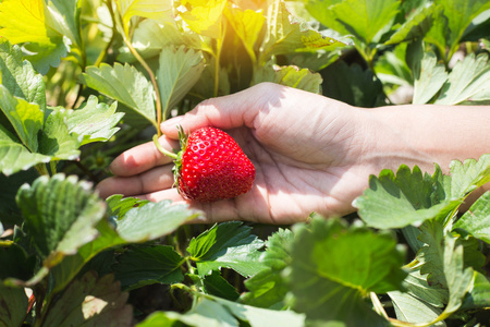 生长在花园在葡萄树上的女人手里的新鲜有机草莓采摘