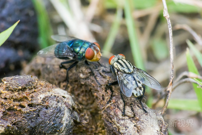猫狗屎与苍蝇