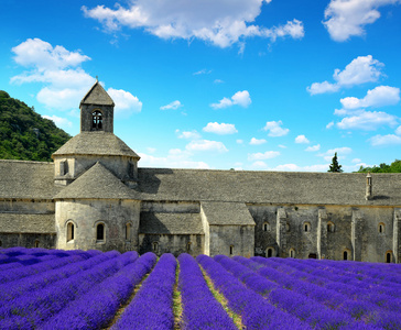 修道院 de Senanque普罗旺斯，法国