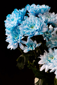 蓝色菊花花束