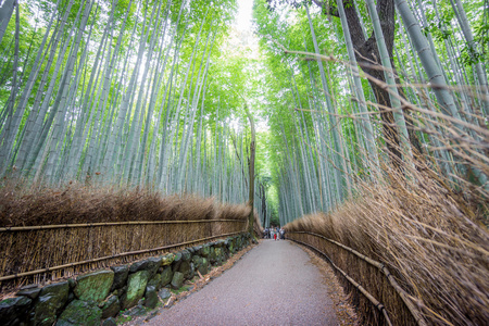 岚山竹格罗夫的京都，日本