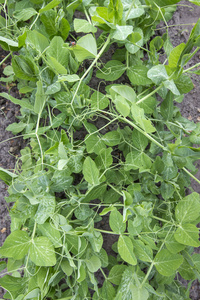 一棵豌豆苗在花园里图片