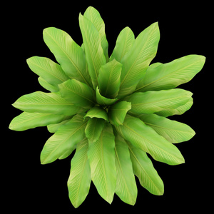 顶视图植物图片