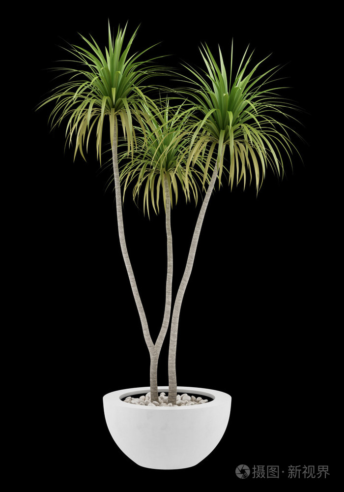 孤立在黑色背景上的盆栽的棕榈树