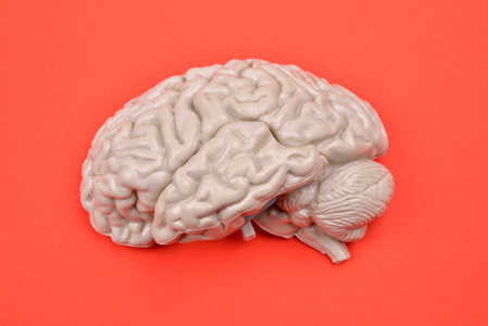 红底外部三维人脑模型