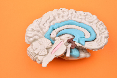 从外部对橙色背景的 3d 人脑模型。