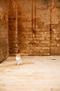 单独的猫在非洲摩洛哥