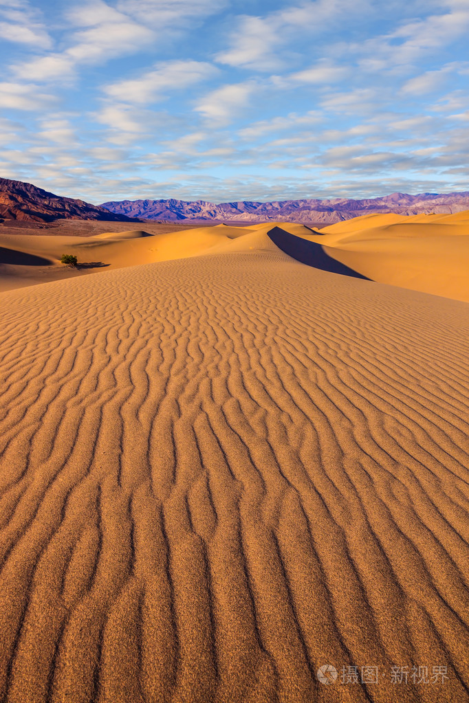 豆科灌木平沙丘