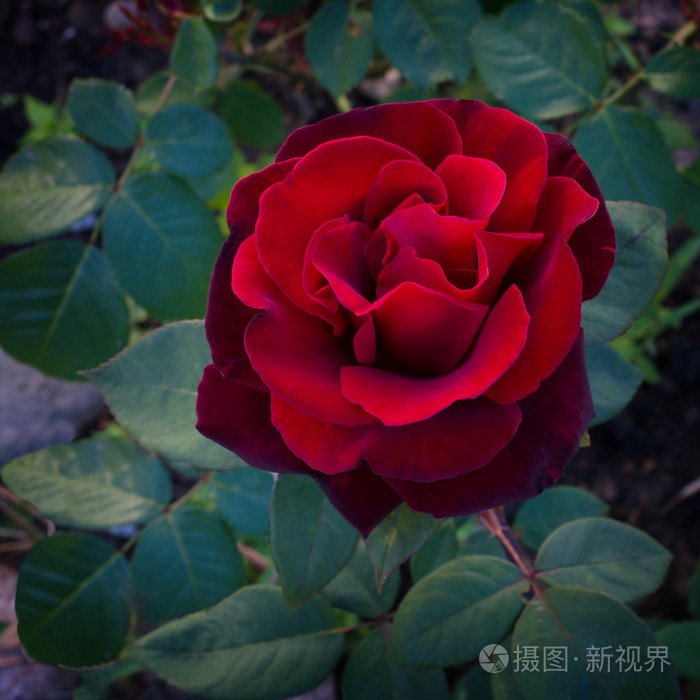 暗红色的玫瑰是在花园里blossing