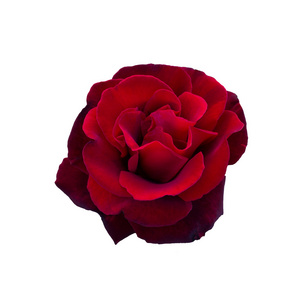 暗红色玫瑰