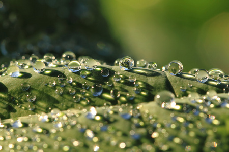 水滴叶背景