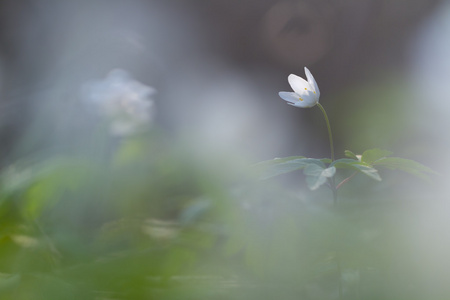 白木莲花