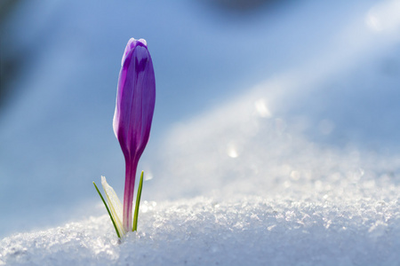 魔法绽放春天花番红花，生长于雪的视图