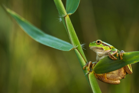 芦苇叶hylaarborica上的绿树蛙