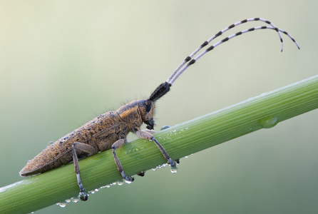 金开花灰色长角牛甲虫 Agapanthia villosoviridesce