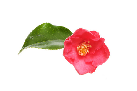 红山茶花朵