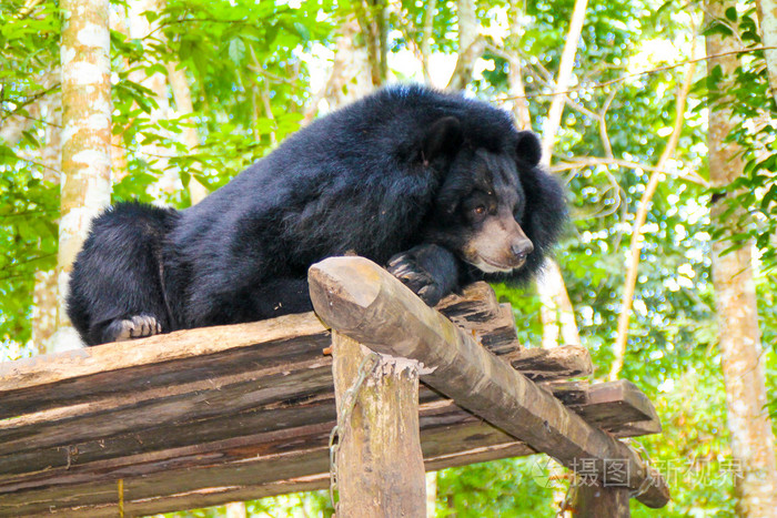 亚洲太阳熊在树荫下休息