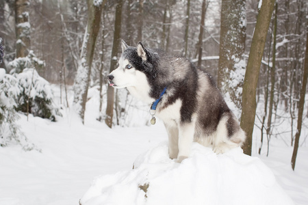 漂亮的小狗在雪地里。冬天。森林。赫斯基