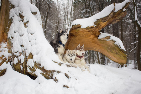 一群狗在白雪皑皑的丛林中。赫斯基