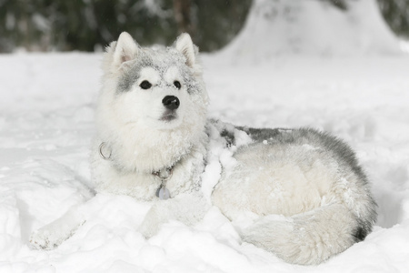 美丽蓬松哈士奇小狗躺在雪地里。白色的颜色