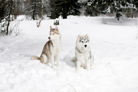 在雪中的 2 哈士奇。大狗和小狗