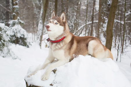 在雪地里的红狗。冬天。森林。赫斯基