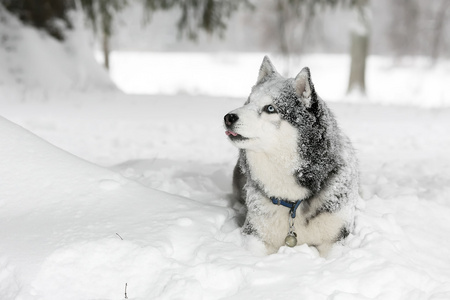 狗在雪地里。萨摩耶。很好奇