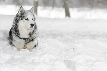 狗在雪地里。萨摩耶。望著远方