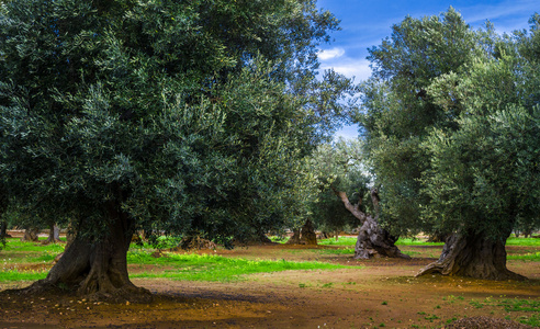 橄榄树在南意大利普利亚区
