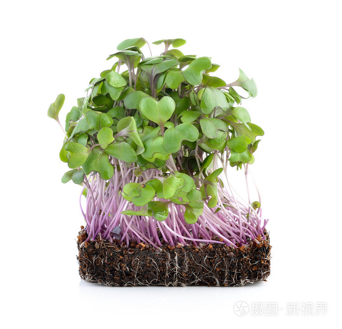 年轻的羽衣甘蓝芽在白色背景上