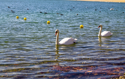 萨格勒布 jarun 湖上的天鹅