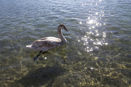 萨格勒布 jarun 湖上的天鹅