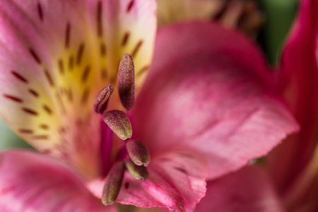 金银花 秘鲁百合 花束